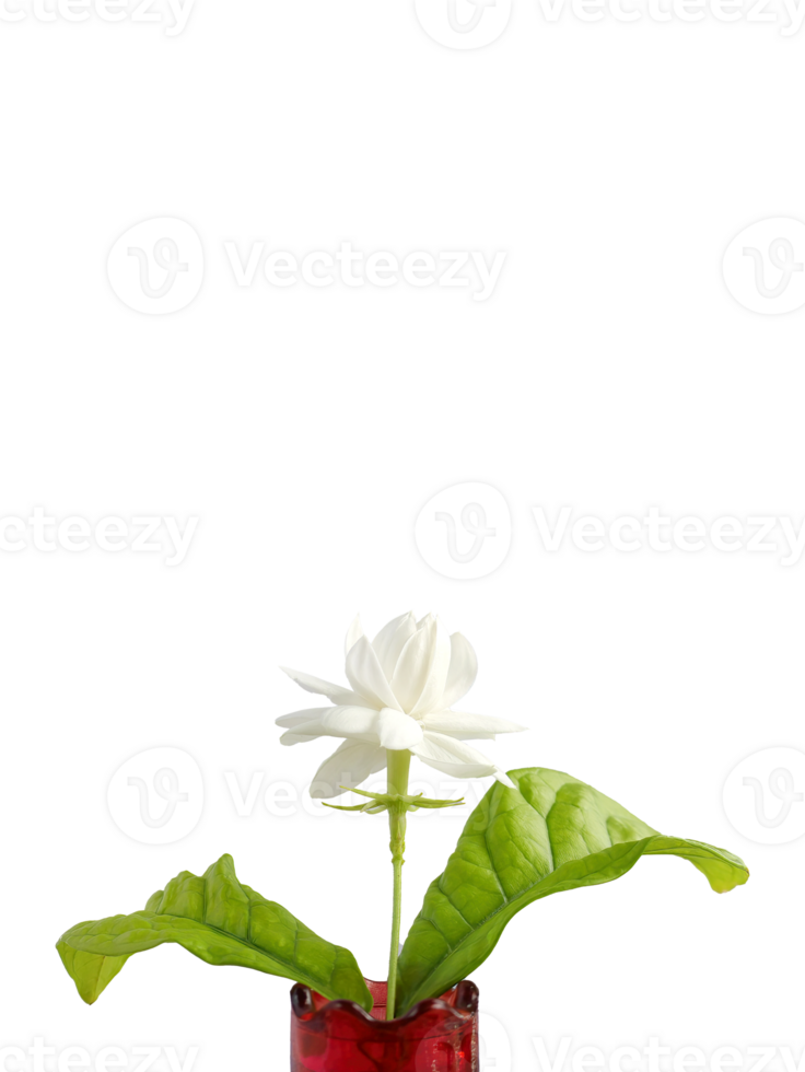 enda vit blomma av stor hertig av Toscana, arab vit jasmin, jasminum sambac i en röd granatäpple form vas, arom, flora, isolerat, transparent bakgrund, Skära ut png