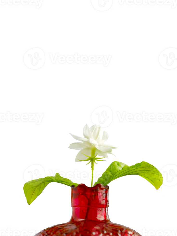 Single Weiß Blume von großartig Herzog von toskana, arabisch Weiß Jasmin, Jasminum Sambac im ein rot Granatapfel gestalten Vase, Aroma, Flora, isoliert, transparent Hintergrund, ausgeschnitten png