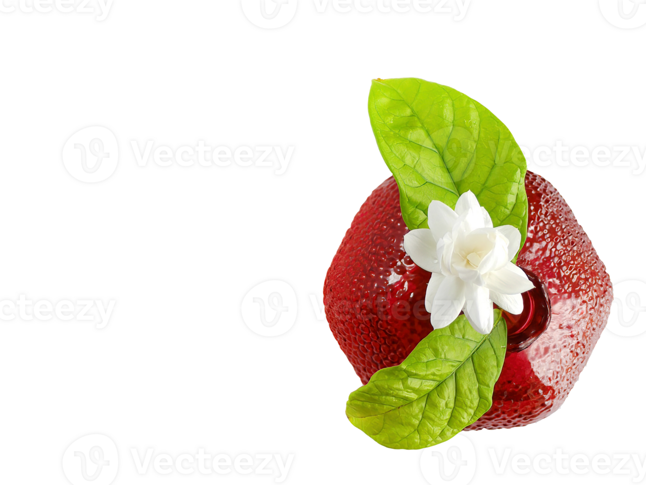 topp se, enda vit blomma av stor hertig av Toscana, arab vit jasmin, jasminum sambac i en röd granatäpple form vas, arom, flora, isolerat, transparent bakgrund, Skära ut png