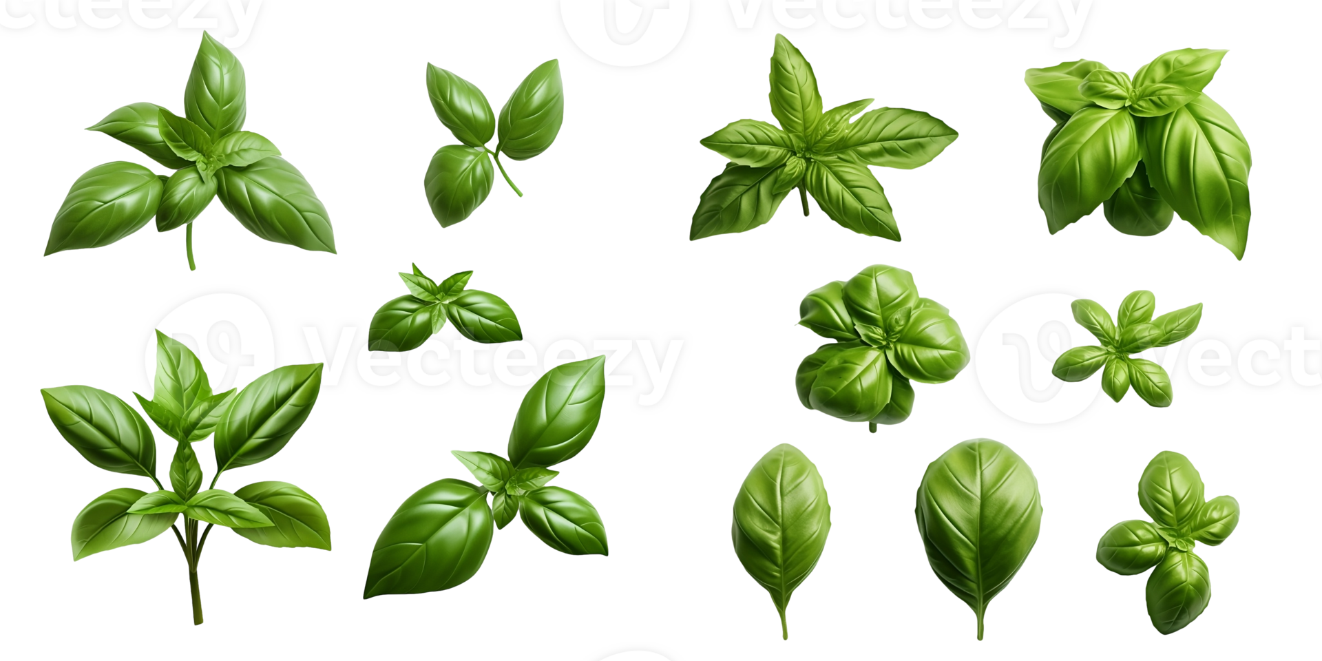 Nature mediterranean herbs fresh basil. set of isolated leaves, twigs