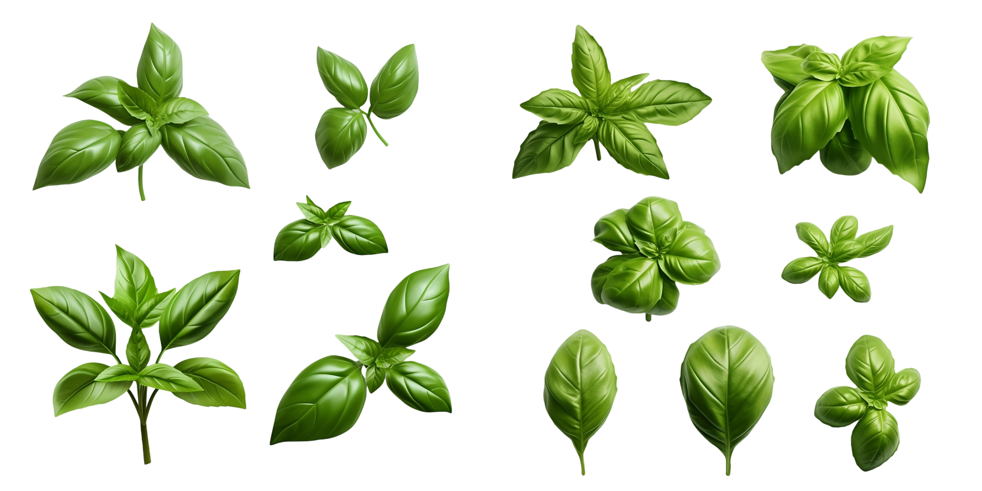 Nature mediterranean herbs fresh basil. set of isolated leaves, twigs