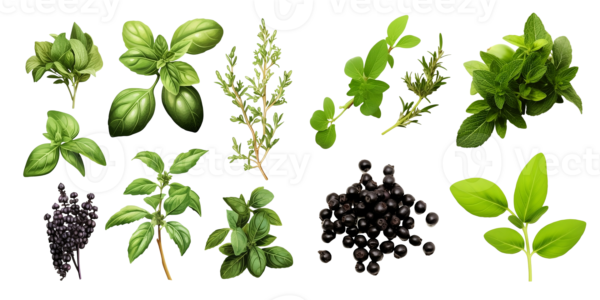 Set of thyme, oregano, basil, green and black pepper fruits Farm