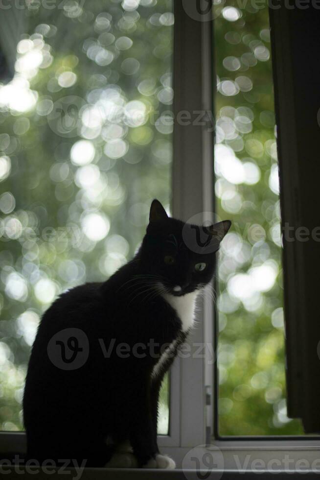 Cat on window. Black cat in room. Pet at home. photo