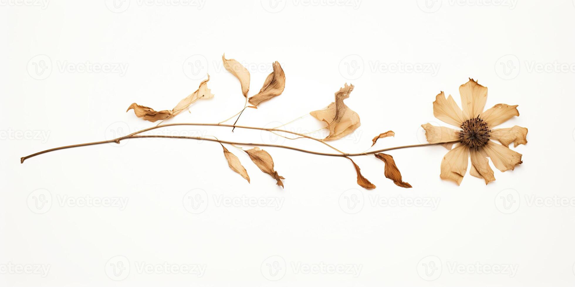 . . Organic plant wild flower on white paper background canvas. Decoration romantic beautiful botanical aesthetics design. Graphic Art photo