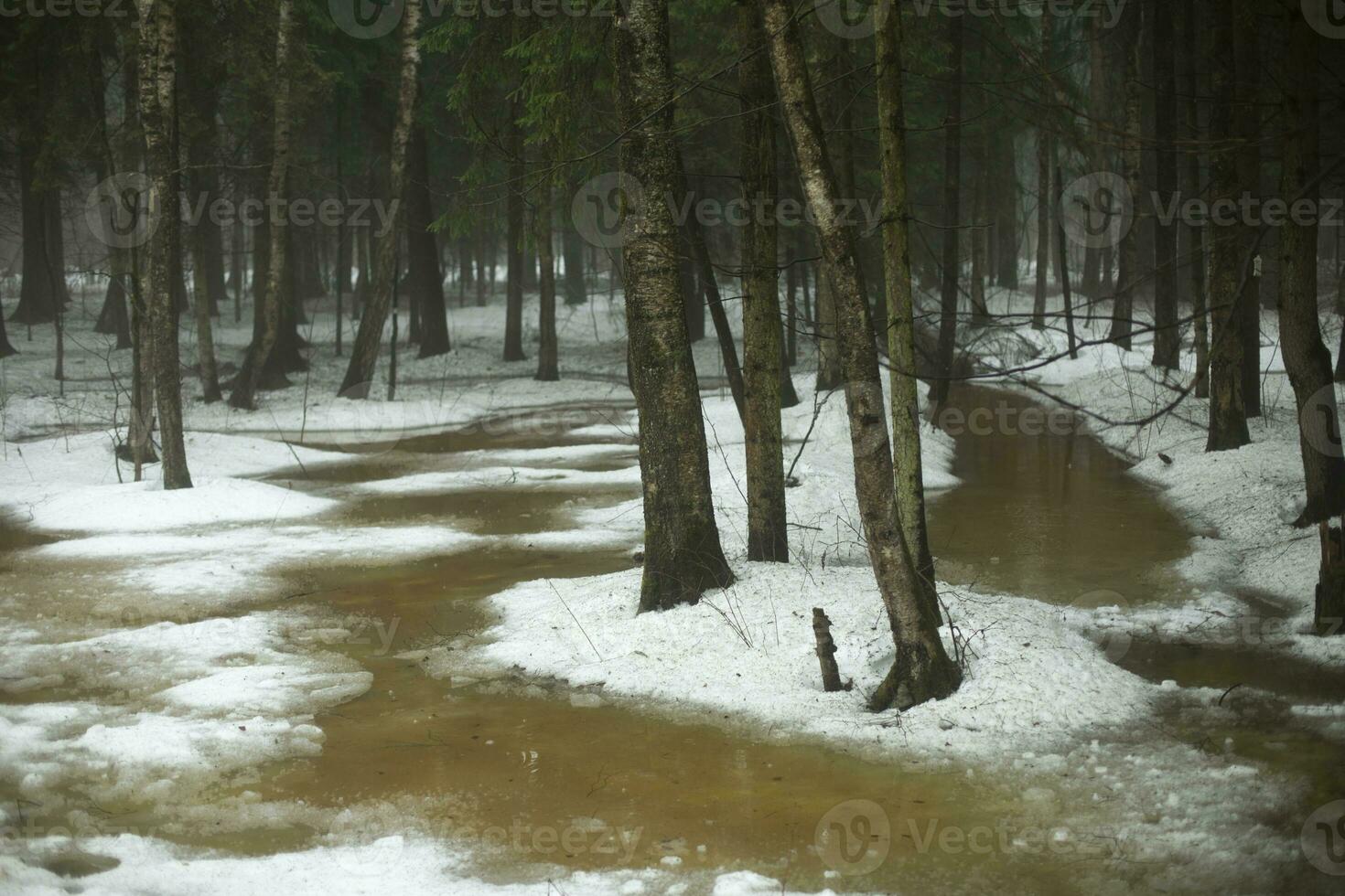 Melt water in forest. Snow melts in forest. Spring melting. 26681293 Stock  Photo at Vecteezy