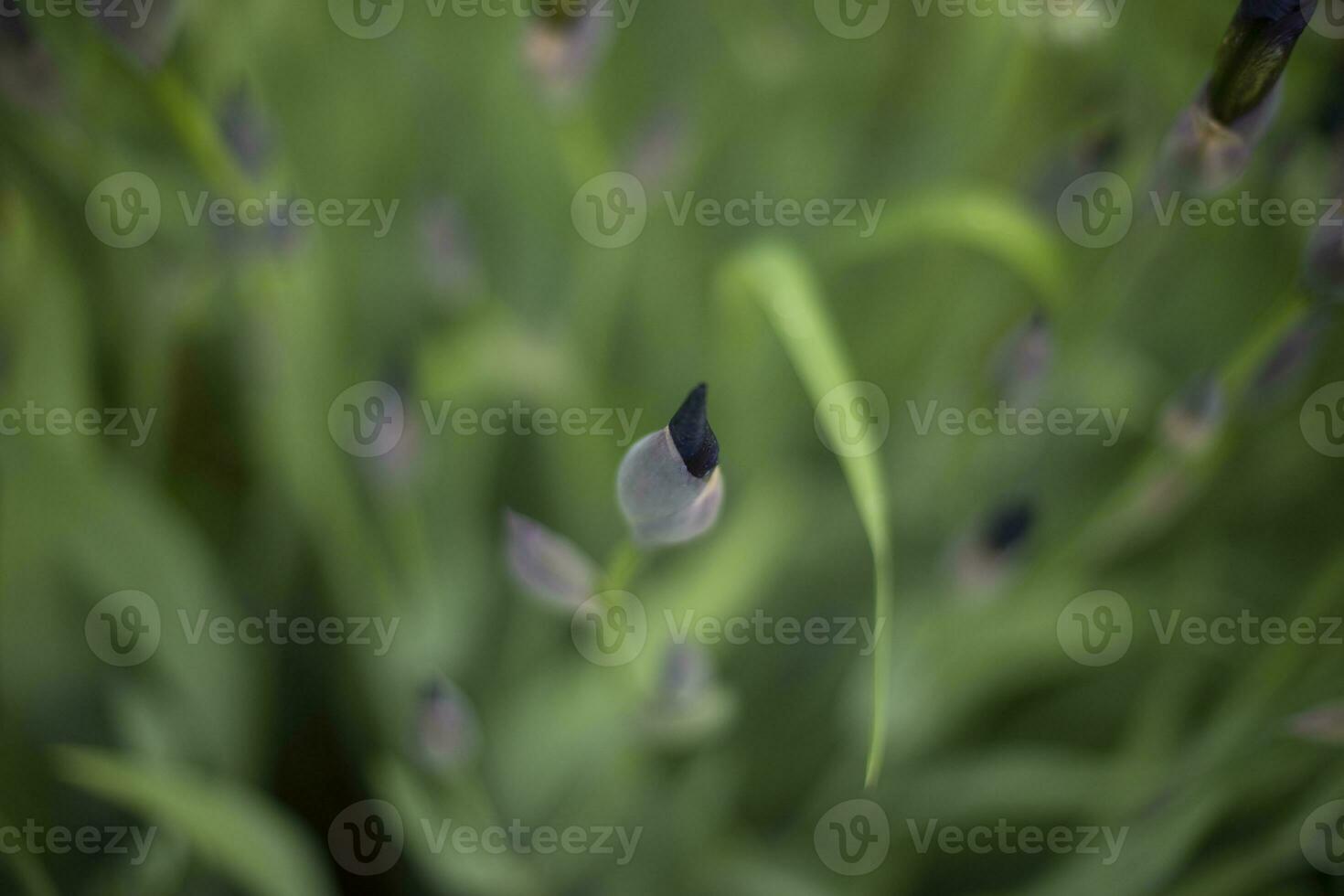 Purple flower. Plant in garden in summer. Details of nature. photo