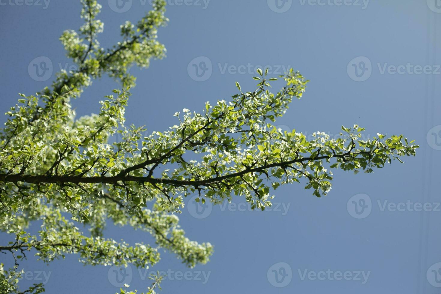 Apple tree in spring. Apple tree branches. Flowers in spring. photo