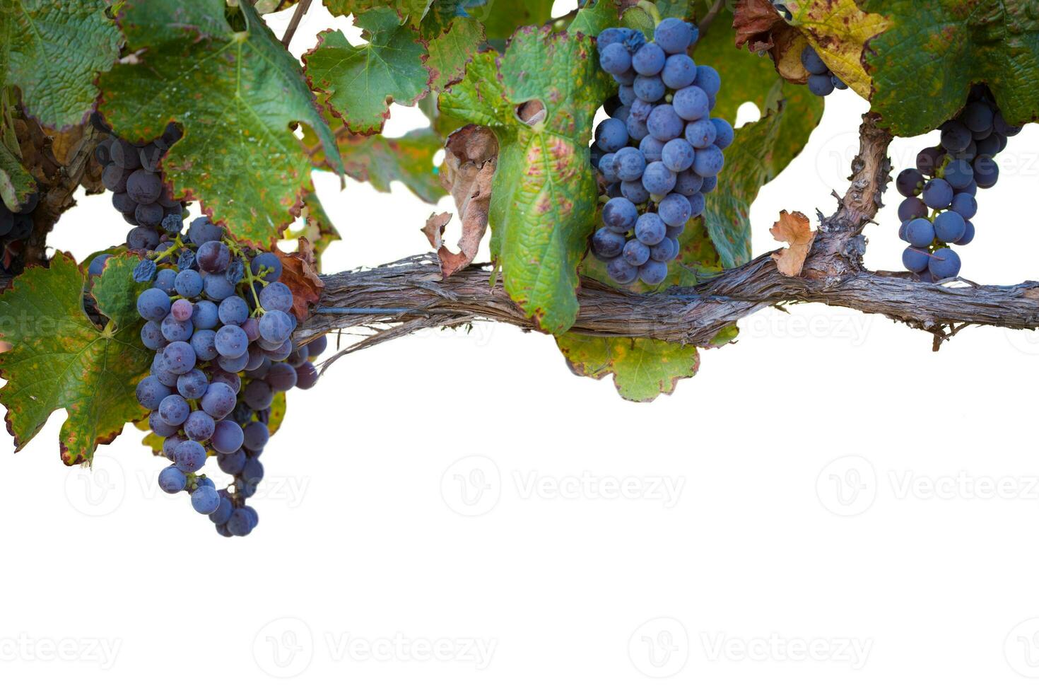 Beautiful Lush Wine Grapes and Leaves in the Vineyard Border Isolated on a White Background. photo