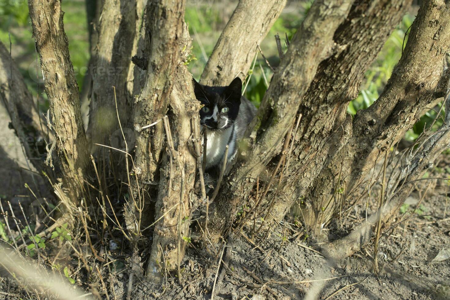 Cat hunting in nature. Pet in park. Stray animal walks. photo