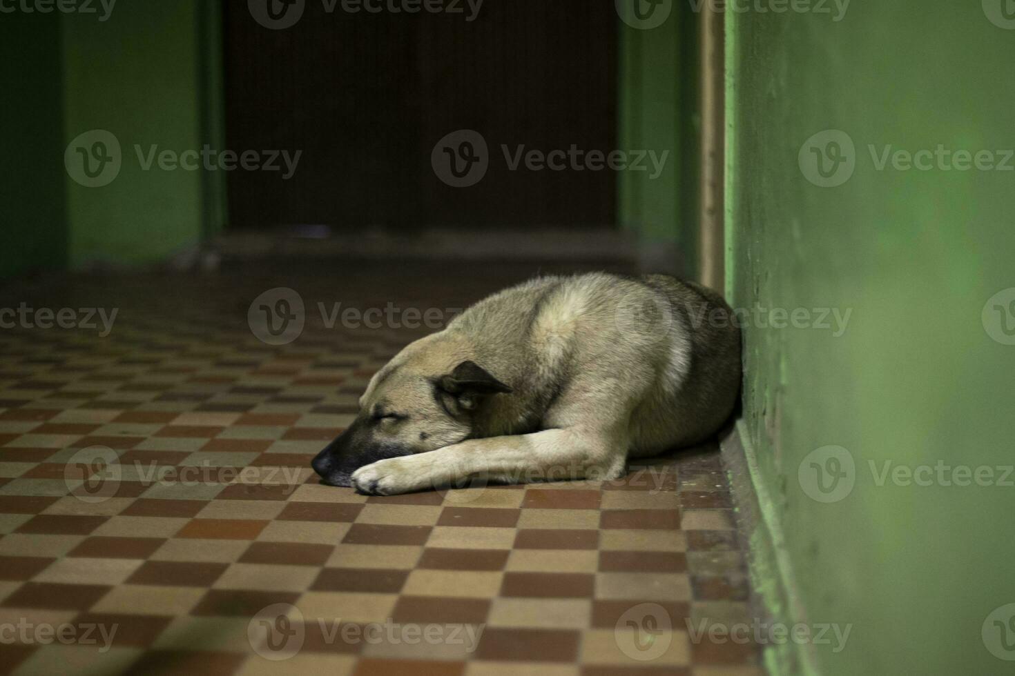 perro duerme en piso. mascota en corredor. foto