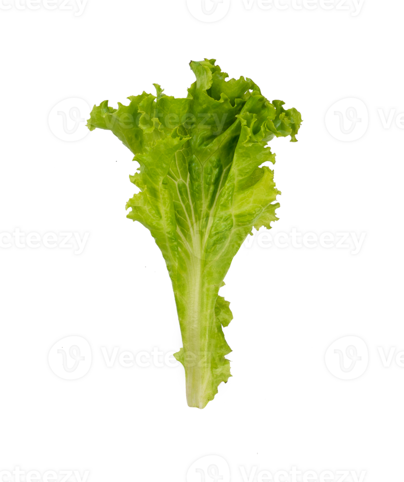Pieces of lettuce leaf isolated png