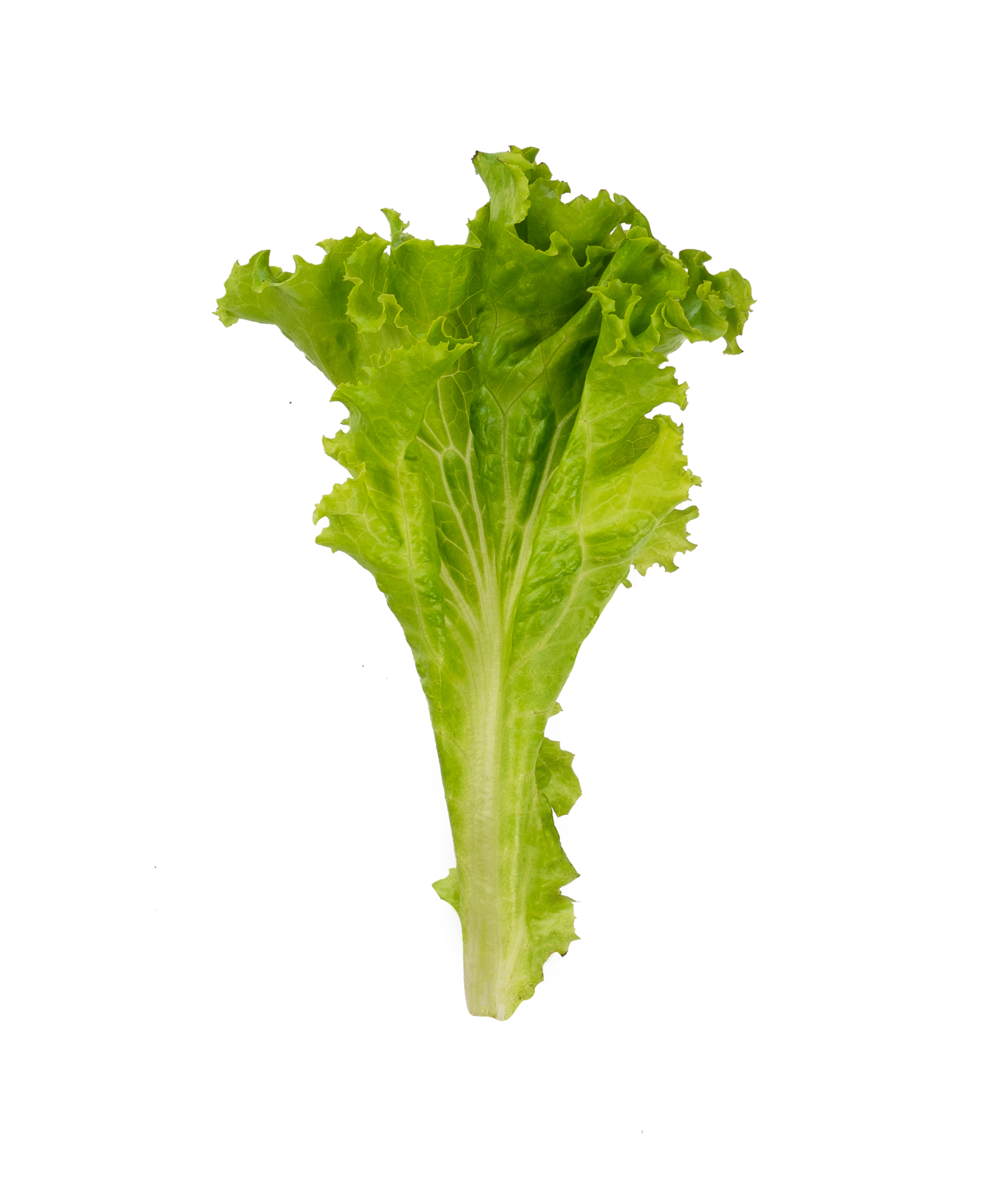 Pieces of lettuce leaf isolated 26684826 PNG