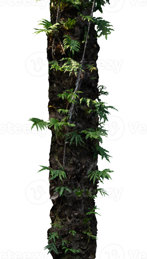 tree trunk isolated with fern creeping plants png