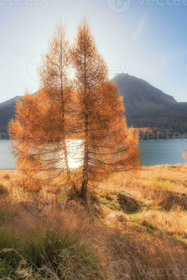 alerce cerca montaña lago foto