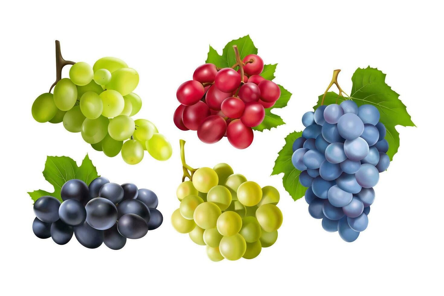 Realistic grapes set. Collection of realism style drawn 3d miscellaneous branches of green blue table grape wine autumn plants fresh fruits on white background. Vine food berry objects icons for print vector