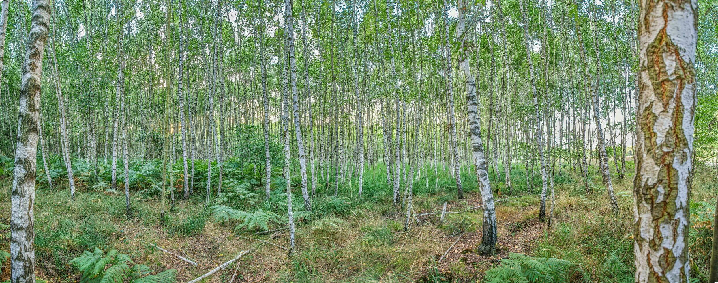 Panoramic image into a densely grown birch forest in summer photo