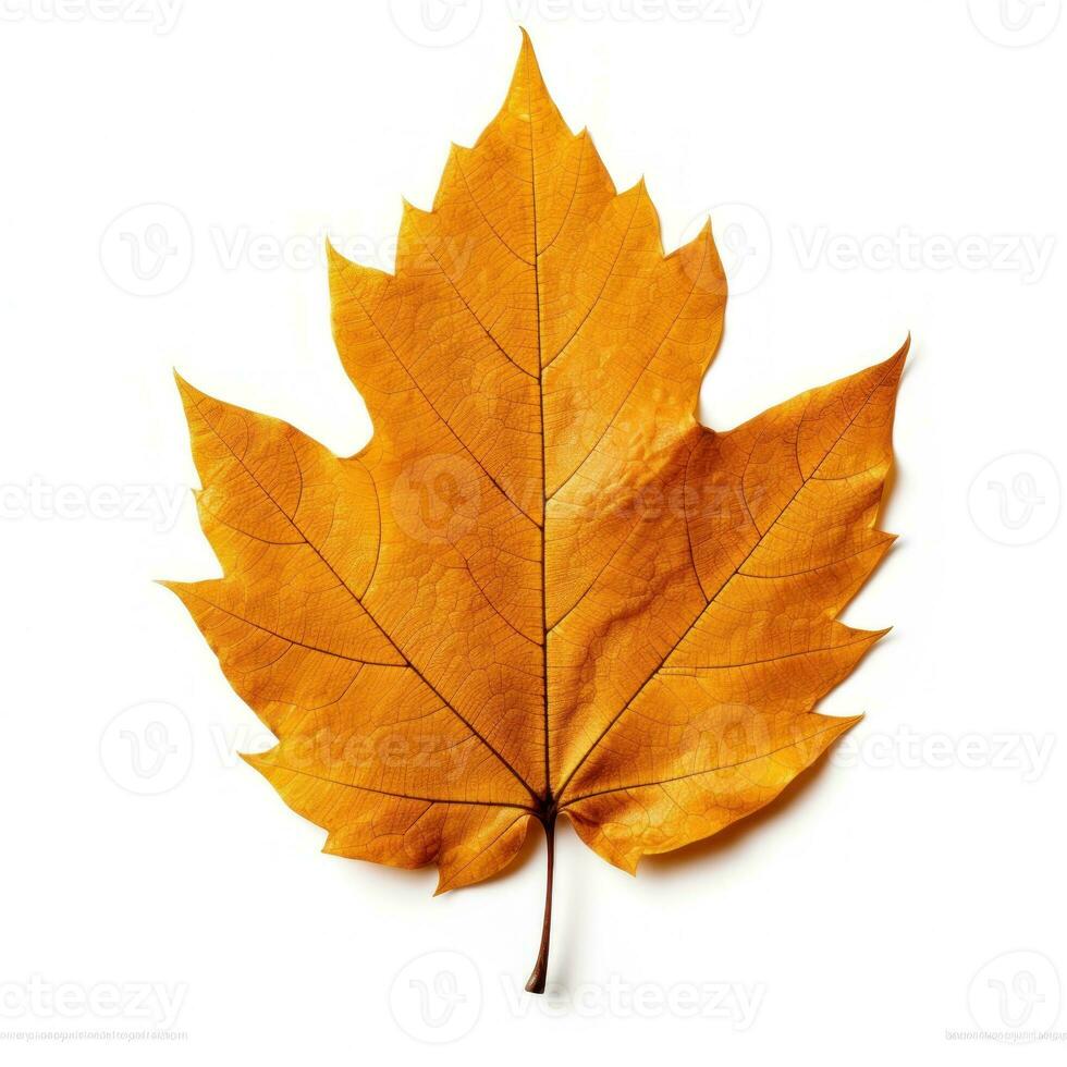 Autumn falling leaf isolated photo