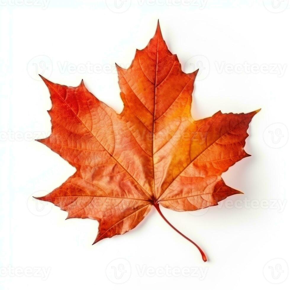 Autumn falling leaf isolated photo