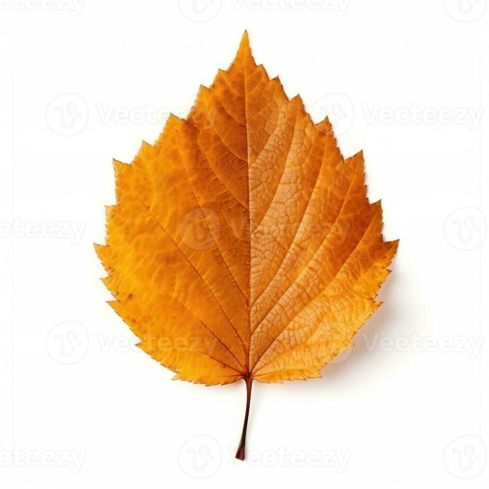 Autumn falling leaf isolated photo