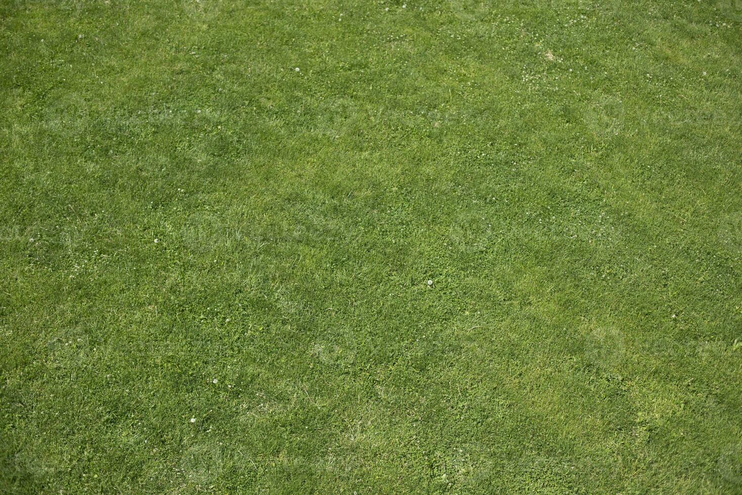 View from height of lawn. Green grass in summer. Texture green. photo