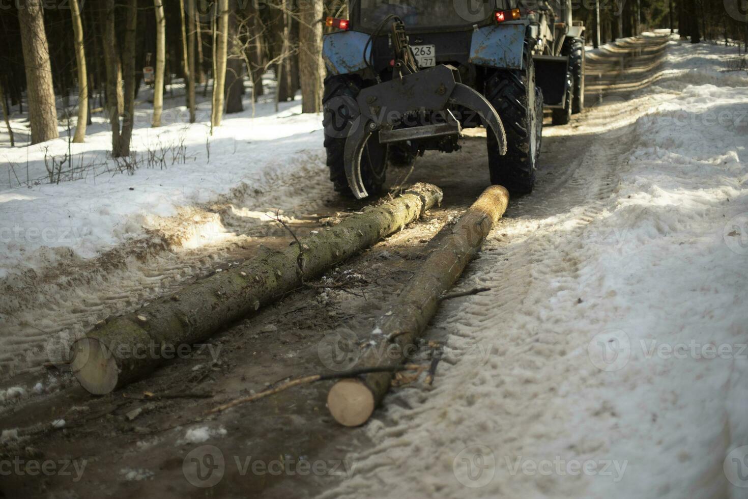 Tractor carrying logs. Forest harvesting. Sawn logs are tied to transport. photo