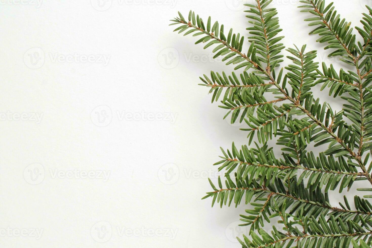 Green spruce branch on white background with copy space. Christmas tree decoration. Winter holiday card. New year concept. Fir, pine twig close-up photo