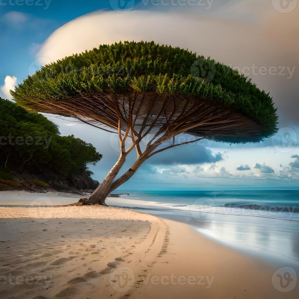 Exotic big tree on the beach of Socotra Island, Pro Photo