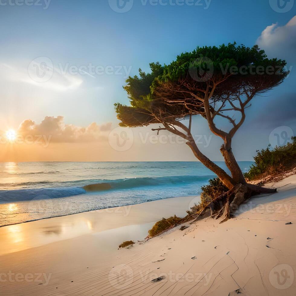 Exotic tree on the beach of Socotra Island, Pro Photo