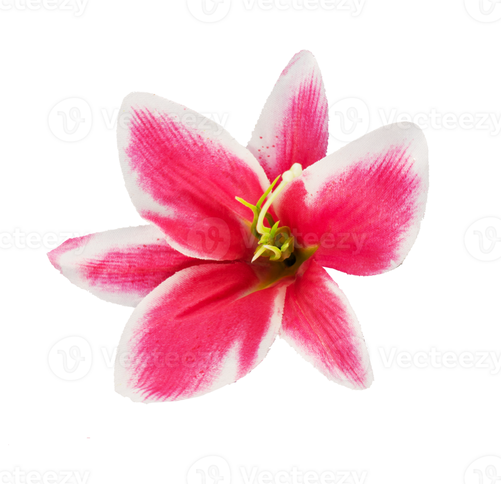 pink lilies floral isolated element png