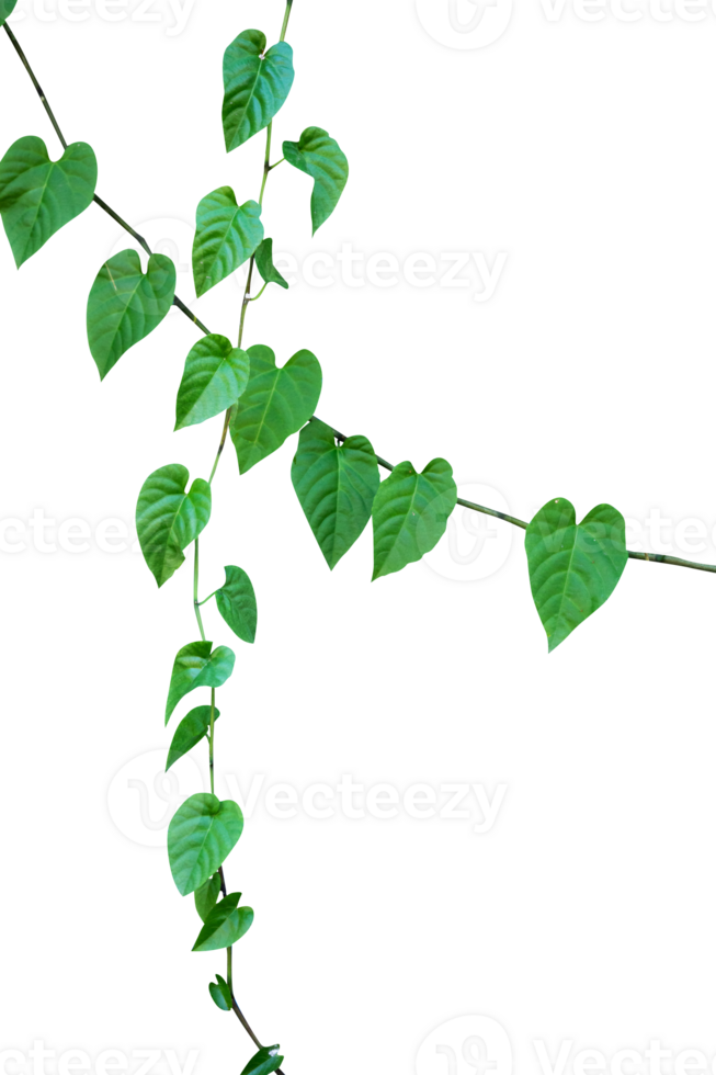 hanging plants with the shape of heart leaves element png