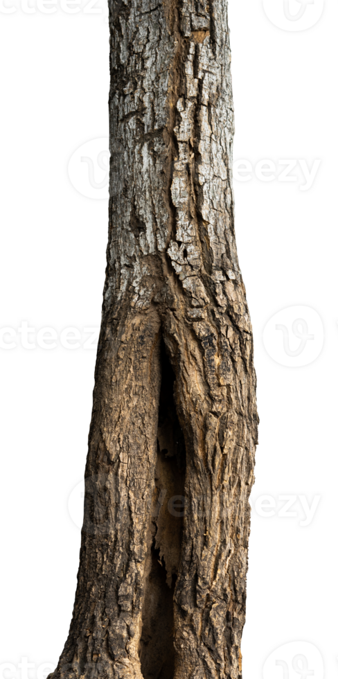 natural tree trunk isolated element png