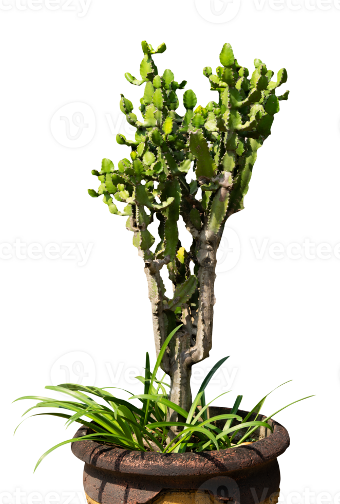 cactus in a pot isolated png