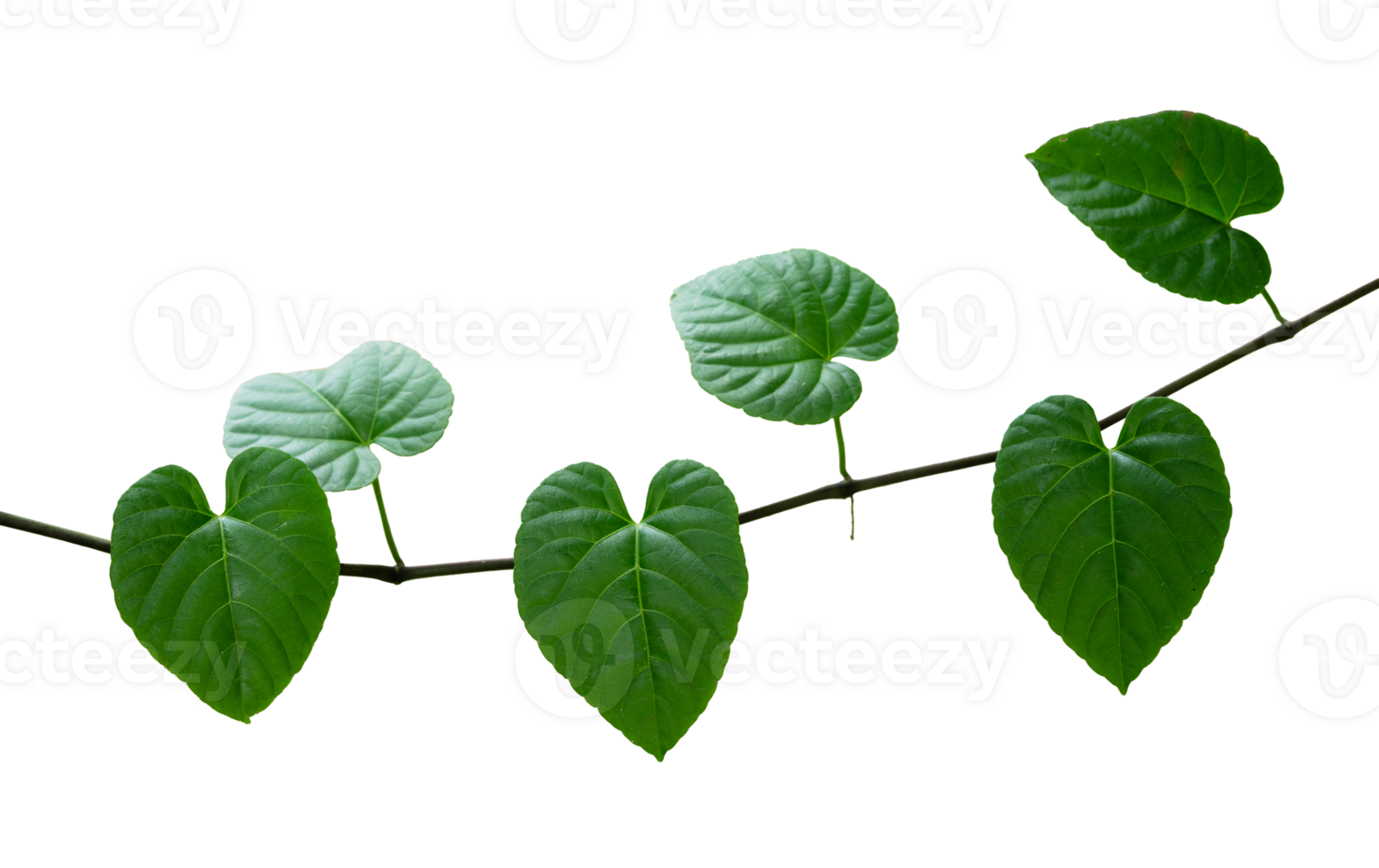 groen bladeren klimplant grens geïsoleerd png