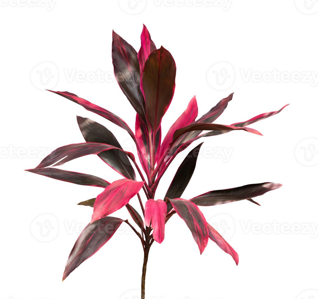 Exotic House Plants Isolated Element 26690681 PNG potted-plant-isolated-house-plants-element-25272579-png