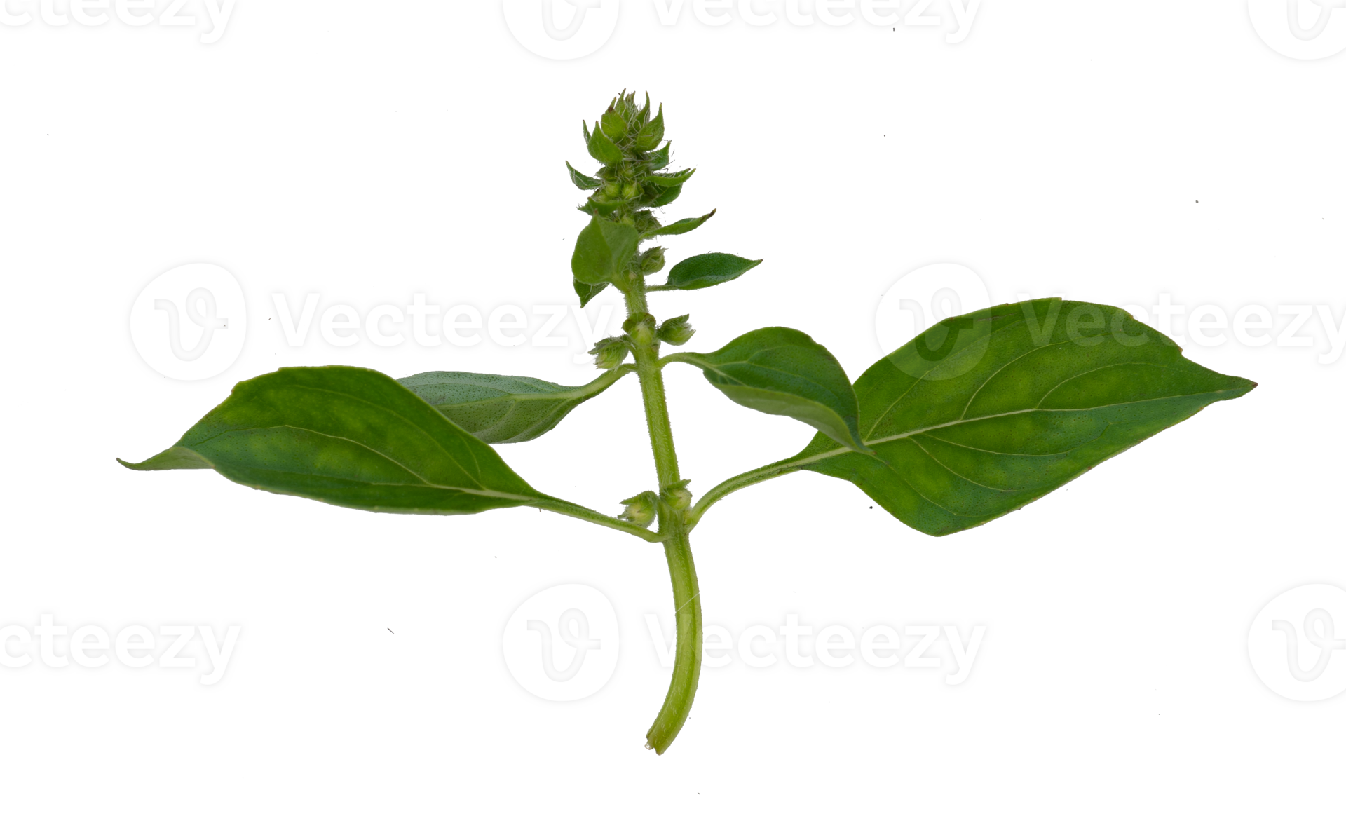 basil leaves with flowers isolated 26690841 PNG