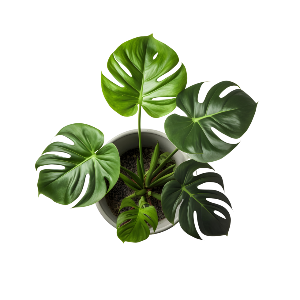 house plant Monstera deliciosa in pot top view, png