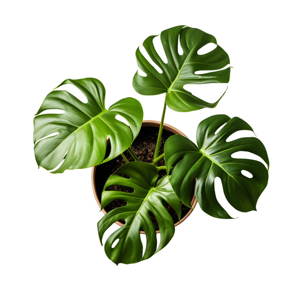 Plant Top View Psd plant-top-view-psd