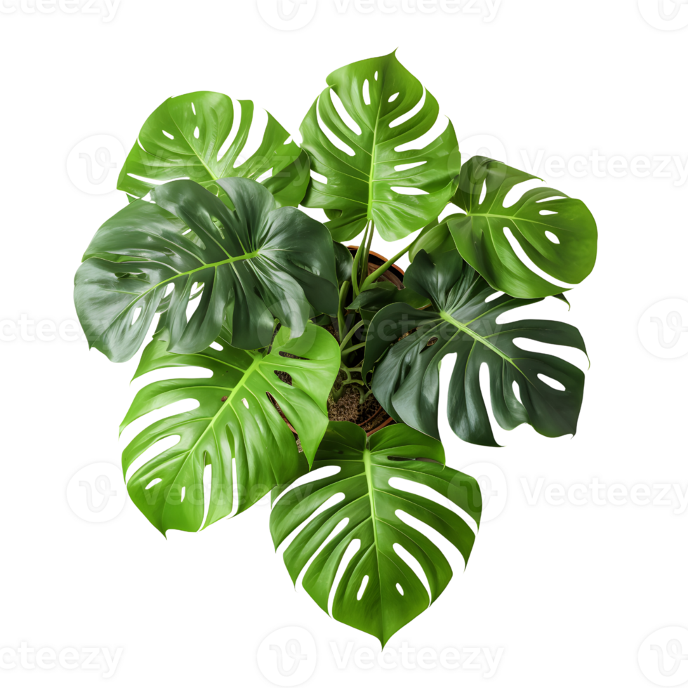 monstera leaf house plant top view, ai generated 26691086 PNG