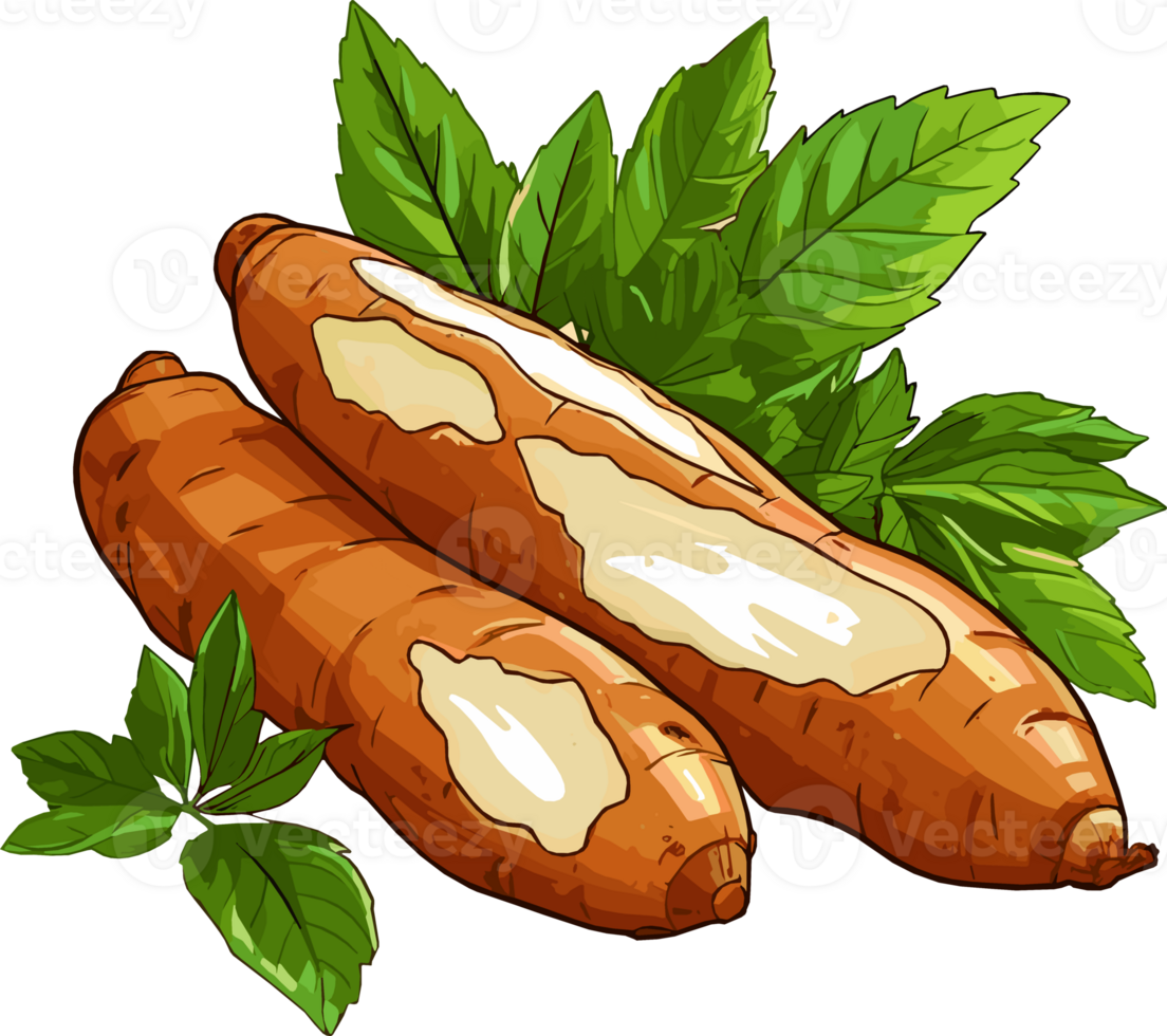 cassava root manioc illustration png