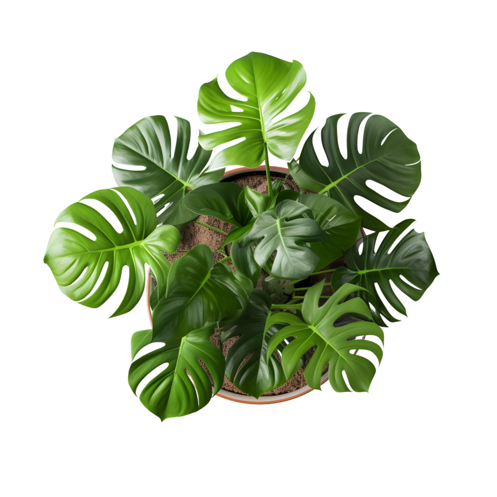 Monstera Deliciosa Blätter im Topf oben Sicht, ai generiert png