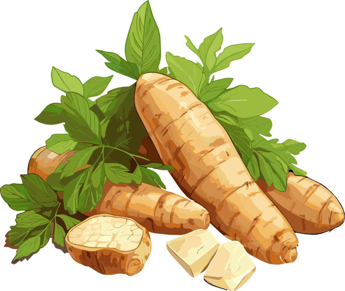 Cassava root tuber illustration png