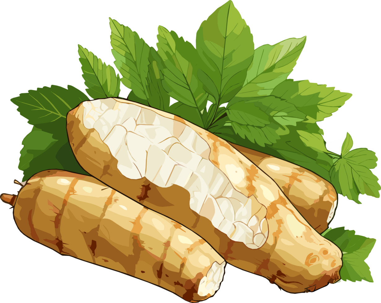 Cassava tuber illustration png