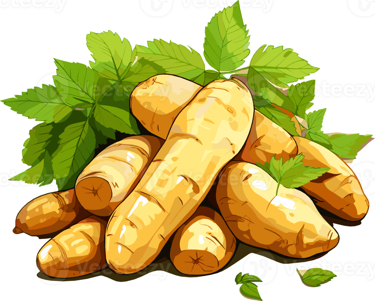 cassava vegetable with leaf hand drawn illustration png