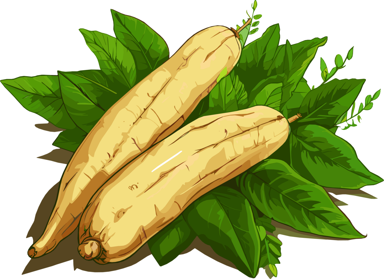 manioc racine tubercule main tiré illustration png