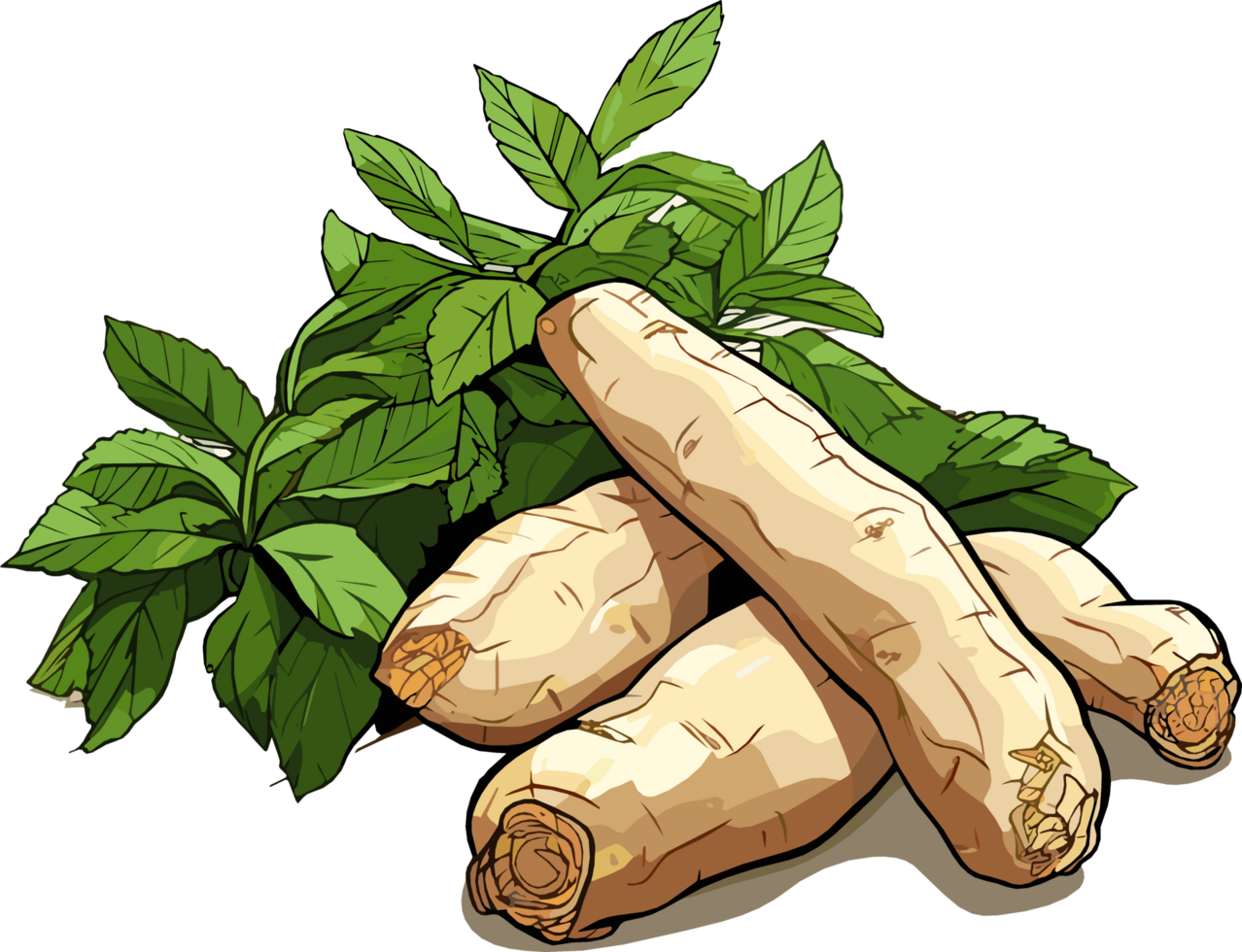 Cassava root tuber with leaves illustration png