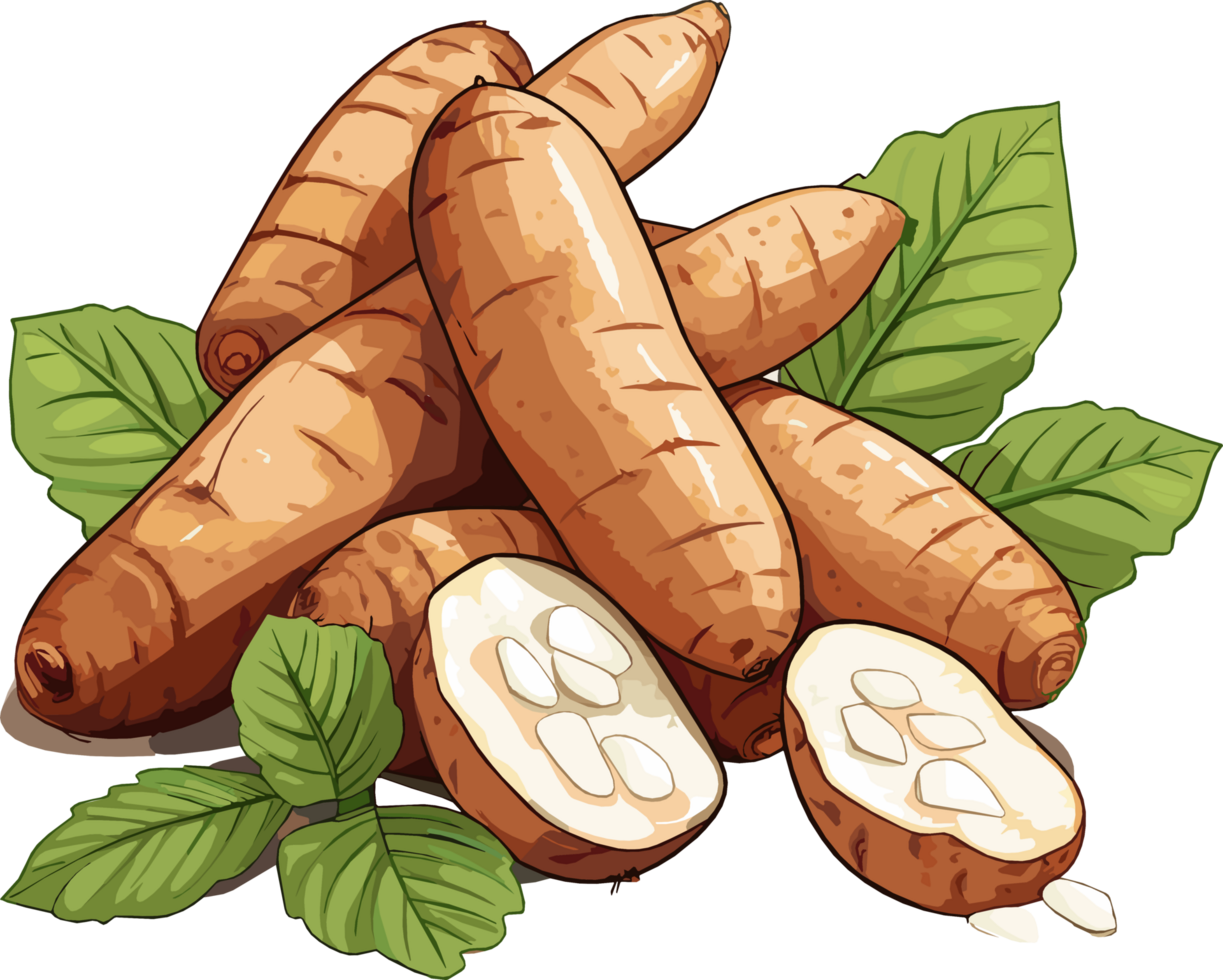 Cassava root tuber slice illustration png