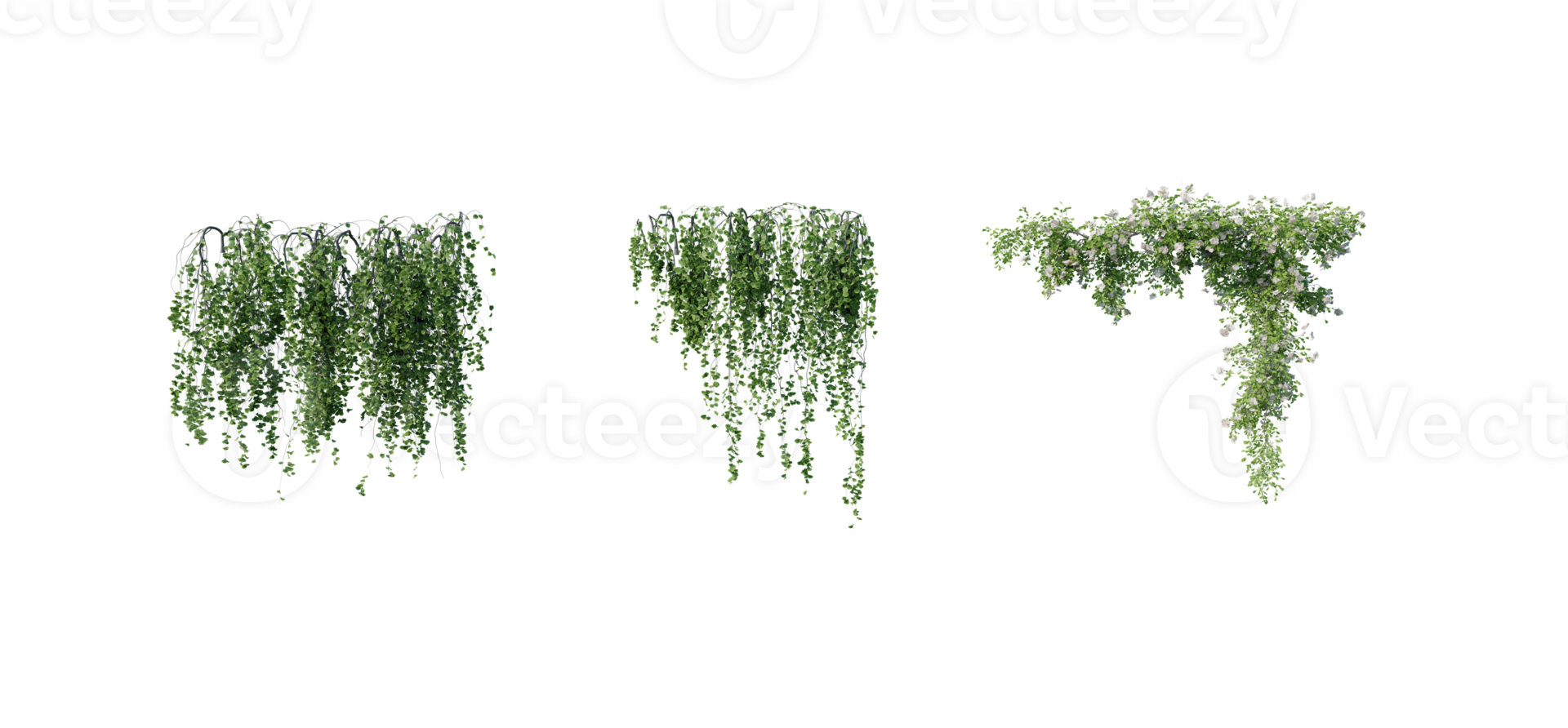 beautiful ivy green and flower png