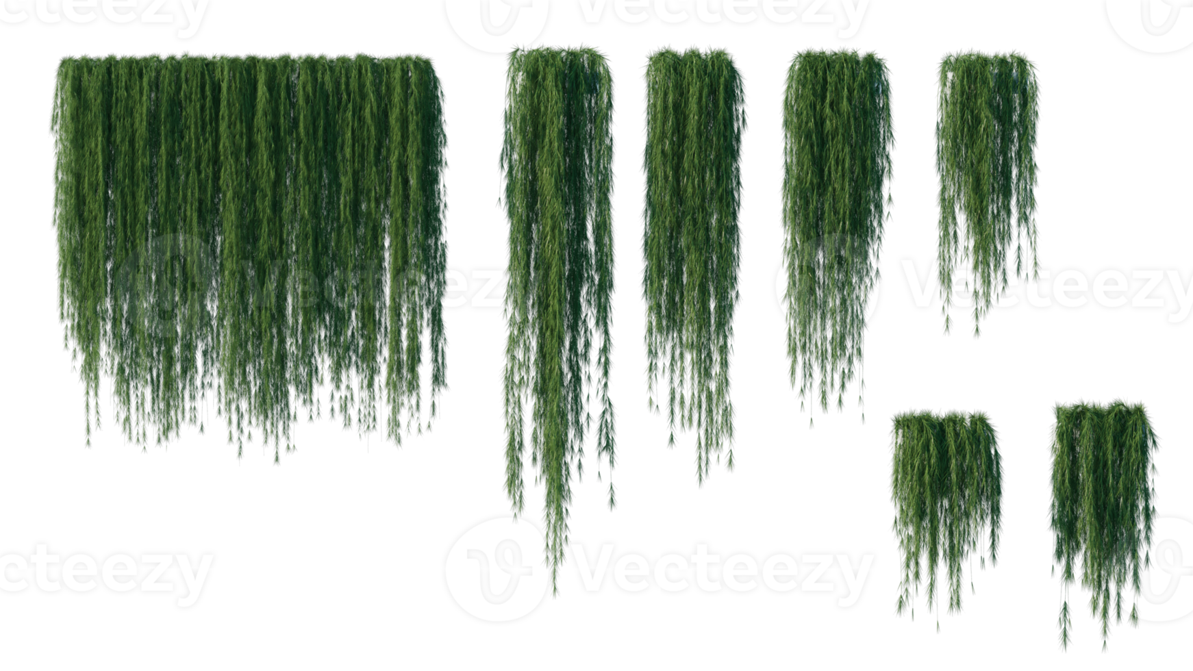A beautiful ivy to decorate your beautiful garden. png