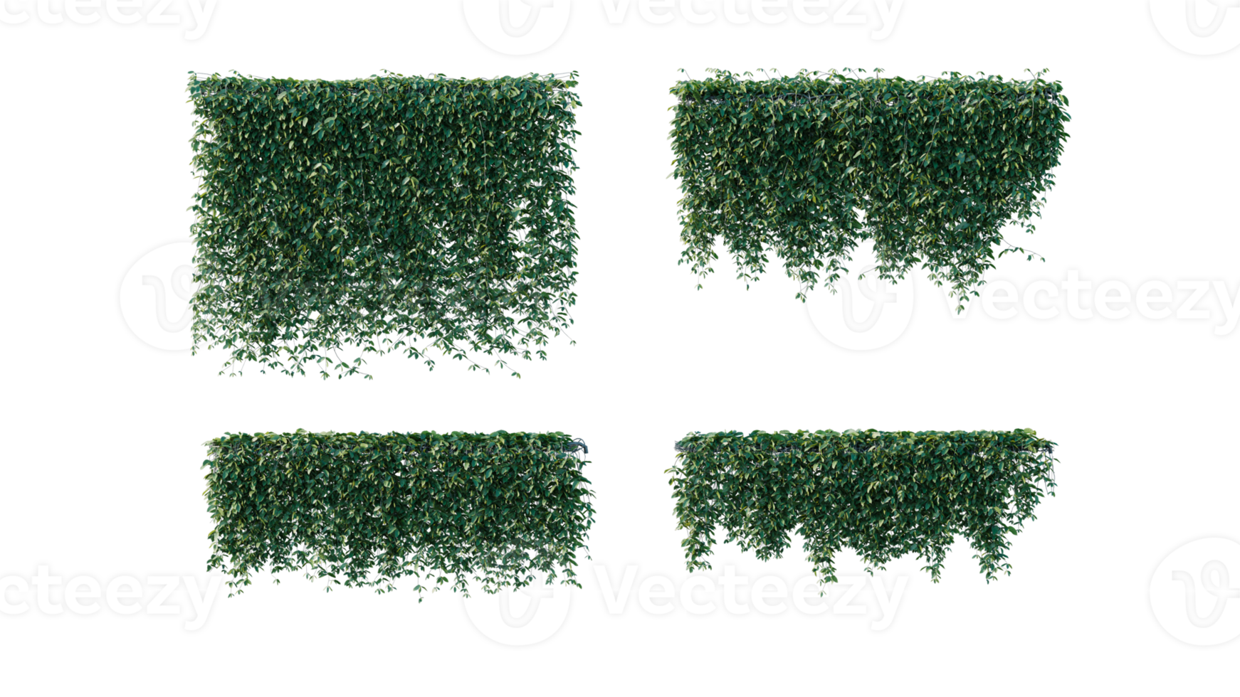 A beautiful ivy to decorate your beautiful garden. png