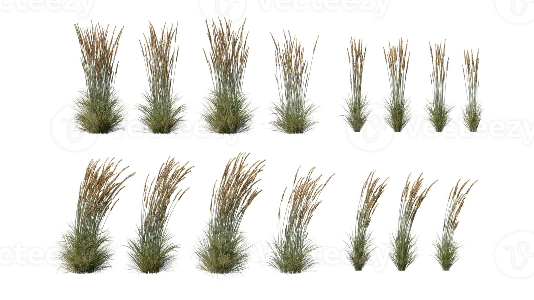 Beautiful grass and flowers for illustration. png